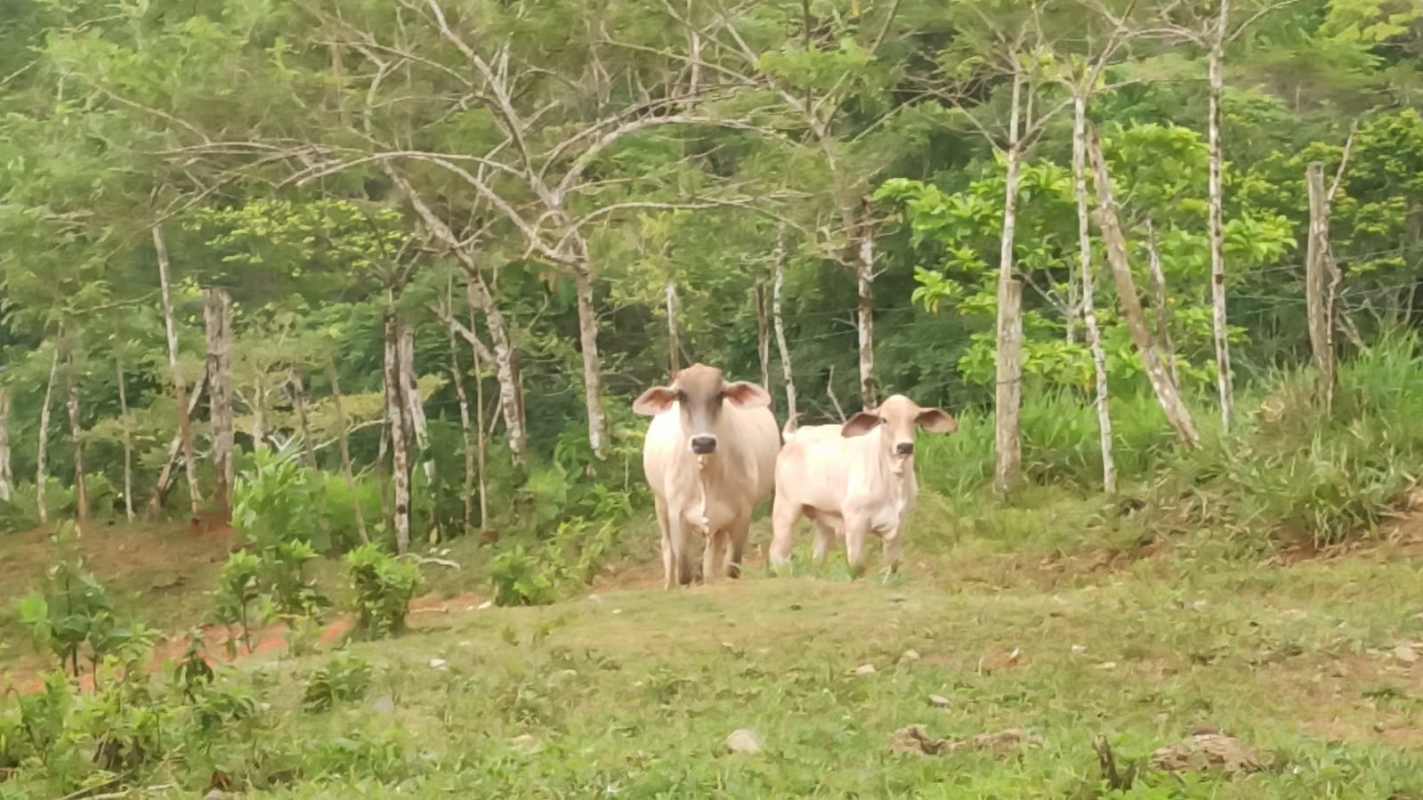 Grazing cattle on lush pastureland farm Panama countryside for sale