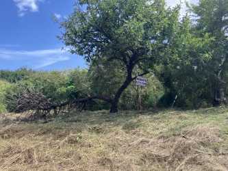 Grassy open land with mature trees on beachfront property La Ermita near San Carlos Panama