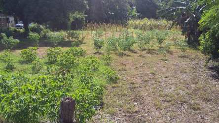 Vacant commercial land with young vegetation and surrounding trees Divisa Entrance Panama