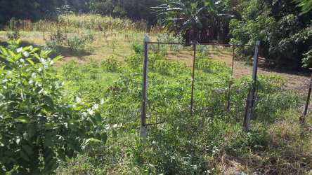 Agricultural section with lush vegetation, mature trees and garden area at commercial lot Divisa