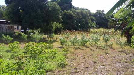 Open farmland plot with trees, crops and blue sky in Divisa Herrera ideal for commercial development