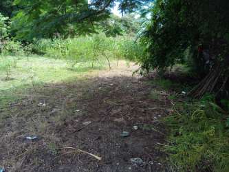 Open cleared plot with dense greenery and mature shade trees ideal investment Divisa Entrance Panama