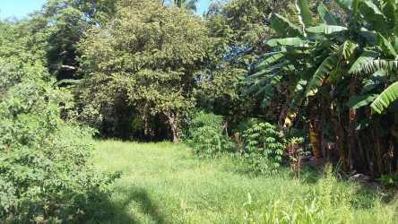Open green lot with trees, grass and natural vegetation at Divisa Entrance Herrera Panama