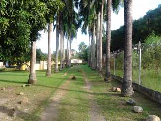 Palm tree entry driveway lush greenery cyclone fence beach estate Playa Gorgona Panama