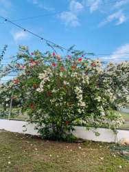 Flowering tropical plants and garden fence with string lights Nueva Gorgona Panama