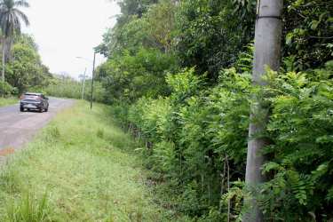 Open grassy section surrounded by lush dense trees on land parcel Colon Panama