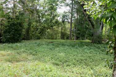 Wooded lot with mature trees and grassy clearing in Limón Colón Panama
