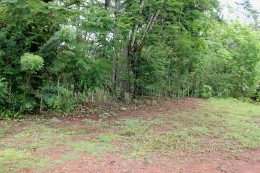Road bordered by dense greenery, roadside utility pole, mature trees in Limón Colón Panama