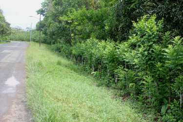 Dense forested lot with mature trees and uneven terrain perfect for eco projects Limón Colón