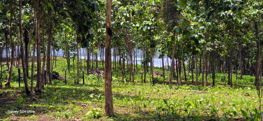 Teak tree plantation on eco-friendly countryside plots Green Dream Los Tinajones