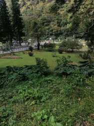 Lush green garden area with trees and mountain backdrop in Volcán Bambito Panama