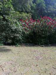 Flowering shrubs with red blossoms against dense forest in Bambito Volcán Chiriquí