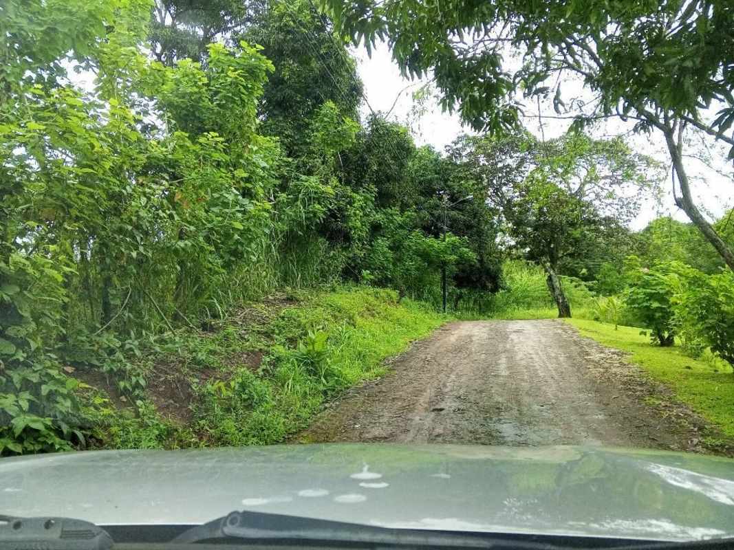 Grassy farmland with banana plants, tropical trees under blue sky near Panama City