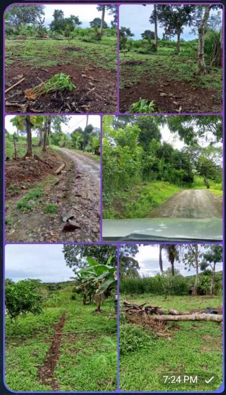 Access dirt road beside concrete and mesh fence, lush greenery in rural Caimitillo Panama