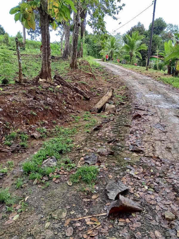 Mixture of flat and gently sloping land with vegetation, fallen logs in rural mini farm Panama