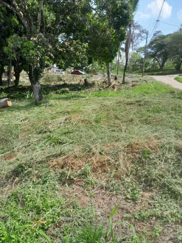Large vacant land with grass, mature trees and dirt road access in Rancho Café Panama.