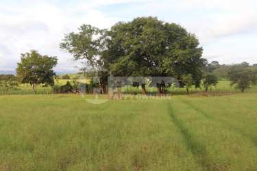 Open countryside land with mature trees and rural landscape in Tonosi Los Santos