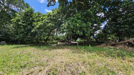 Open vacant plot with trees and blue sky ideal for residential or farm development