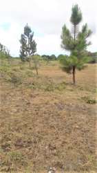 Large undeveloped lot amid nature with golf views Boquete Panama