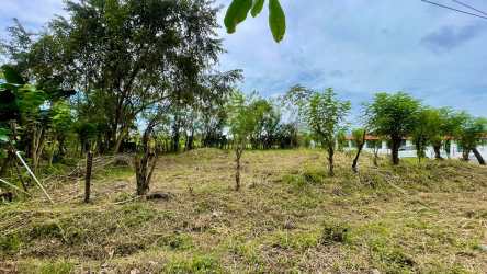 Flat lot with shade trees ready for development in Bugaba Chiriquí
