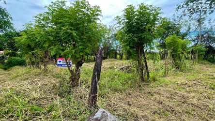 Open field with young trees and fence posts for sale in Chiriquí near La Concepción