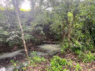 Flowing creek with dense forest vegetation on farmland parcel Panama