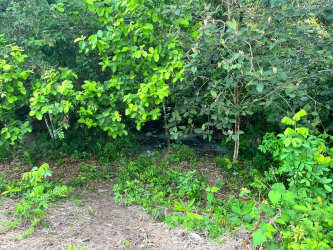 Shrubs and foliage near soil clearing on farmland for sale in Coclé