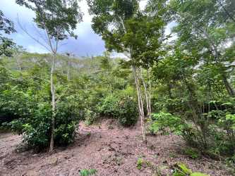 Wooded section of agricultural land with natural vegetation and trees