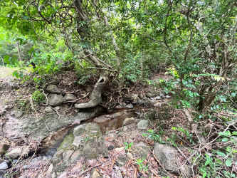 Natural creek surrounded by native forest on farmland near Antón
