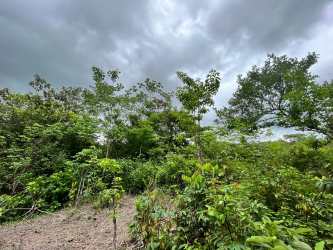 Natural landscape with trees and shrubs on countryside development lot