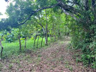 Lush native forest by creek on developable farmland parcel Coclé Province