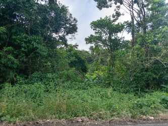 Dense wooded land with rich flora Limón agroforestry parcel Colón Panama