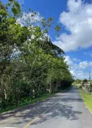 Green forest view and rural gravel road Limón agroforest land for sale Panama