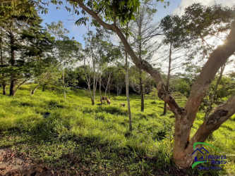 Open grassy land with scattered trees ideal for cattle or agriculture near Volcán Panama