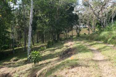 Tree-lined grassy trail through wooded 5-hectare property for sale in Colinas de Cáceres Panama