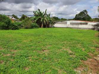 Grassy open plot with banana trees bushes and boundary wall in Guadalupe Capira