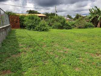 Fenced grassy lot with bushes banana trees suburban Panama