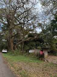 Lush greenery tall trees natural fertile land for sale Boquete Caldera Panama