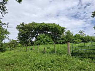 Agricultural Land for Sale in Pesé District - 0 bedrooms