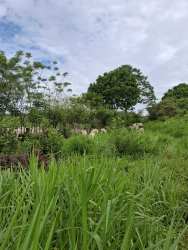 Grazing animals on lush grass with wooden fence under open sky at Herrera farm