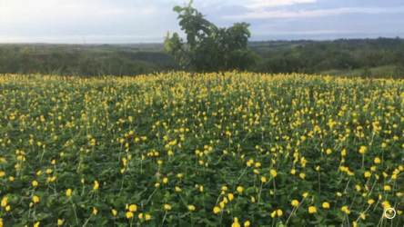 Produce storage warehouse at operating Persian lime orchard Rio Hato Coclé