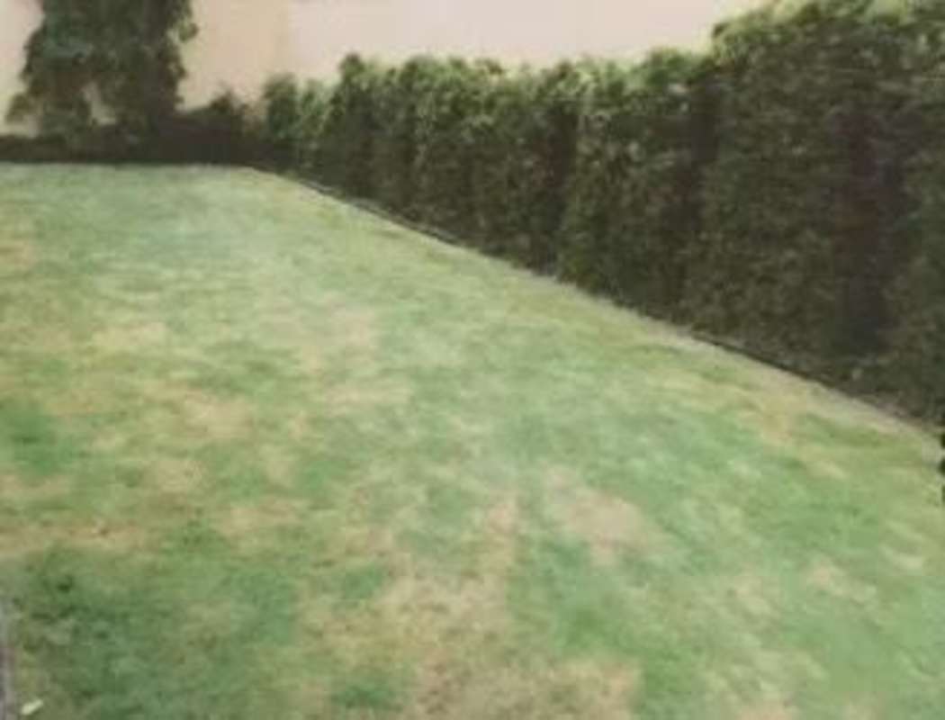 Fenced backyard with green lawn, privacy hedges of luxury house in Costa Bay Panama