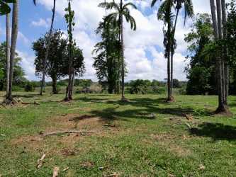 Dirt road leading to wide open farm property with palm trees and grass in Chiriqui Panama
