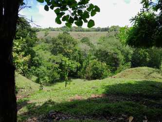 Lush mature trees along Jacu River edge within rural farm land in Bugaba Chiriqui Panama