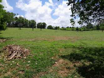 Open tropical landscape with palm trees and green pasture land in Chiriqui Panama