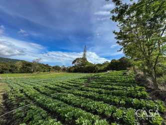 Lush green farmland under blue sky in Alto Lino Boquete Chiriquí Panama