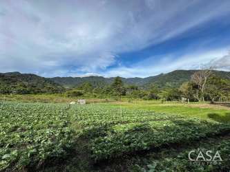 Cultivated farmland with lush crops and panoramic mountain in Alto Lino Boquete Panama