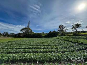 Expansive grassy farmland with mountain background in Alto Lino Boquete Panama