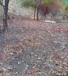 Forested part of large property with mature trees in San Carlos land for sale