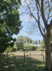 Open grassy field with mature trees and wood fencing near Pacific beach Los Santos